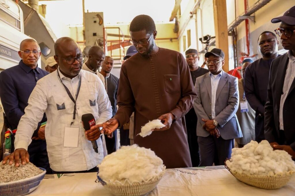 Vélingara : la filière coton au cœur des enjeux de développement rural