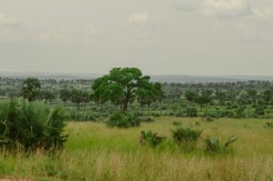 Protection de l’environnement en Afrique : l’urgence écologique s’impose à l’agenda politique